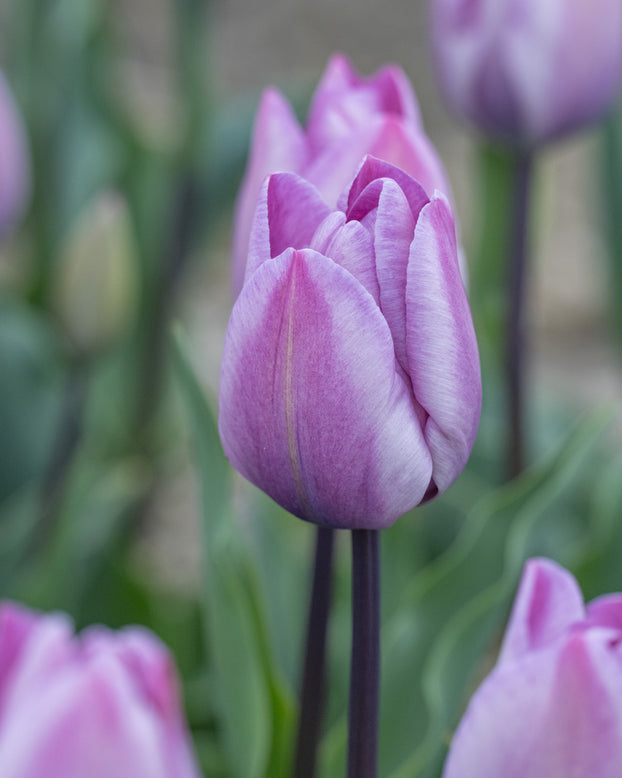 Tulip 'Jacuzzi'