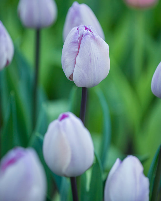 Tulip 'Jacuzzi'