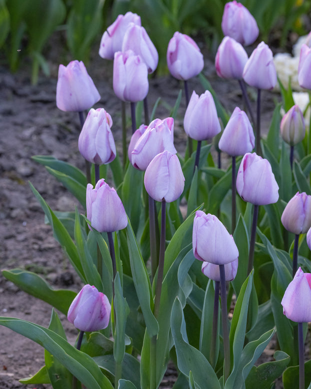 Tulip 'Jacuzzi'