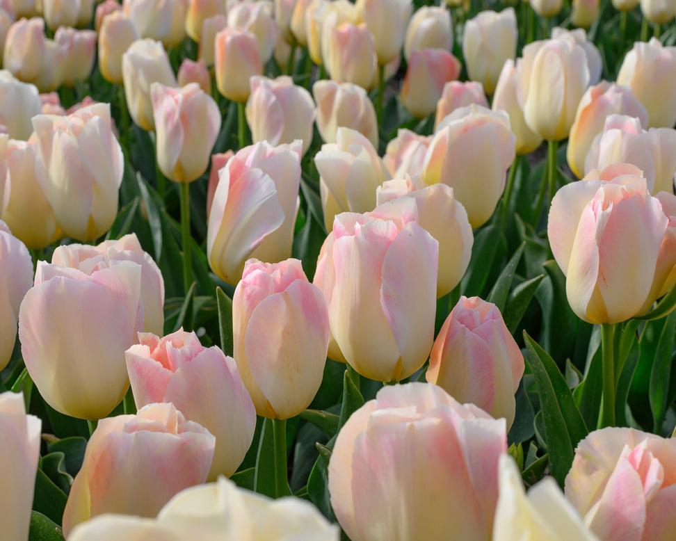 Tulip 'Jade Maiden'
