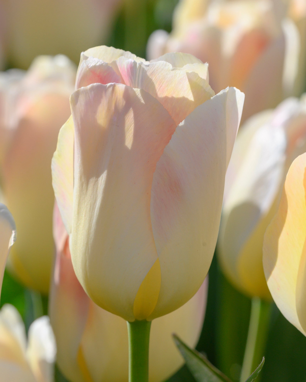 Tulip 'Jade Maiden'