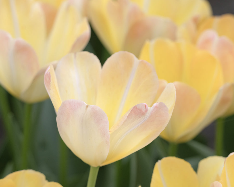 Tulip 'Jade Maiden'