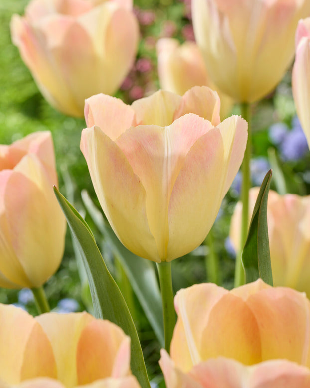 Tulip 'Jade Maiden'