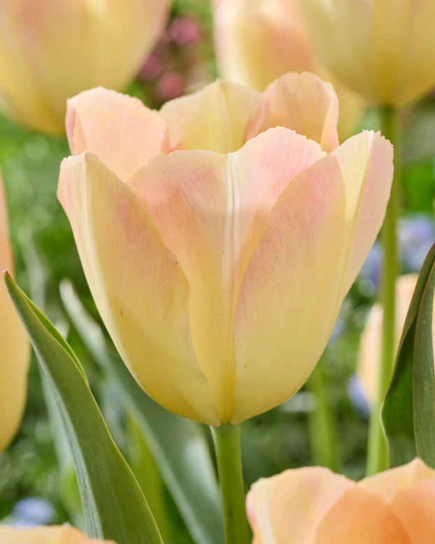 Tulip 'Jade Maiden'