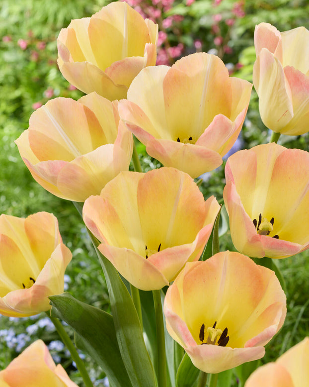 Tulip 'Jade Maiden'