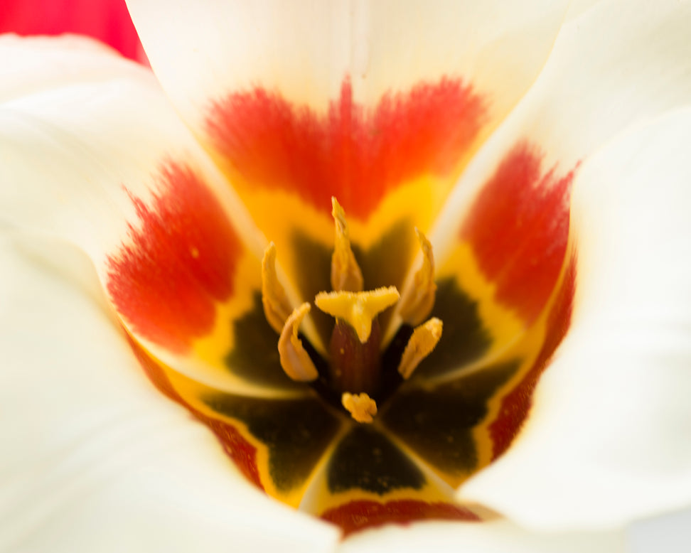 Tulip 'Janet'