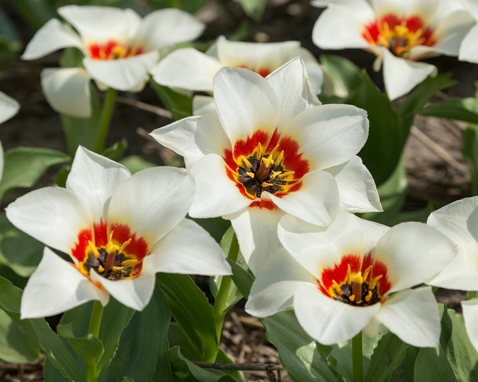 Tulip 'Janet'