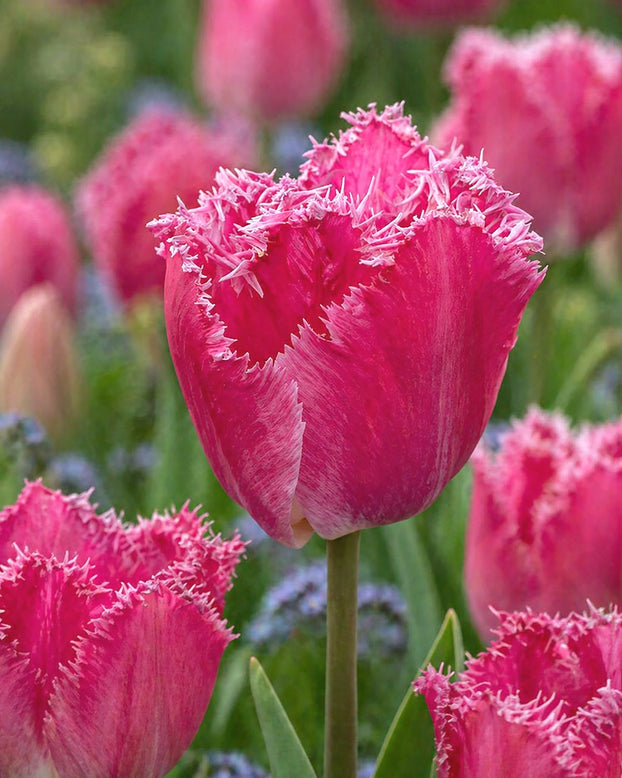 Tulip 'Katie Melua'