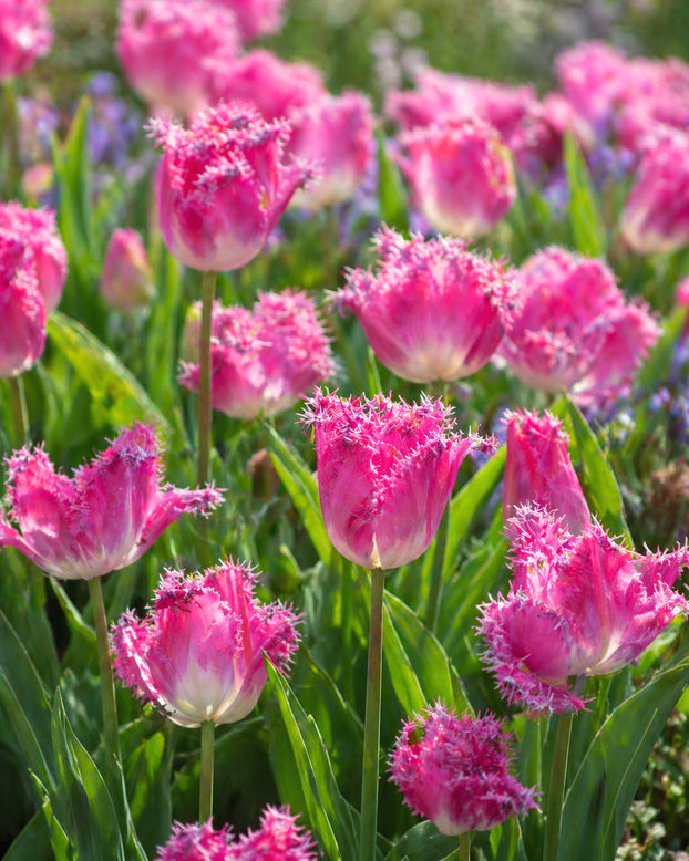 Tulip 'Katie Melua'