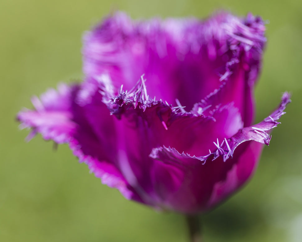 Tulip 'Katie Melua'