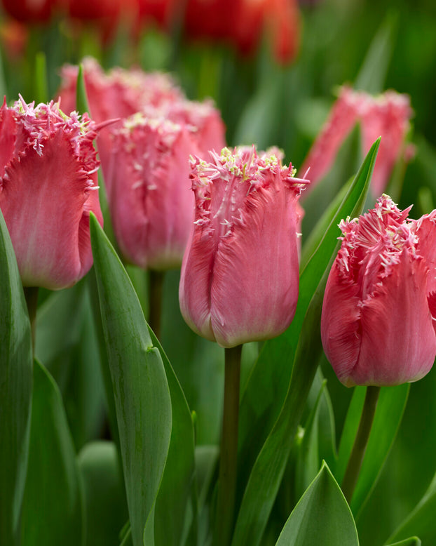 Tulip 'Katie Melua'