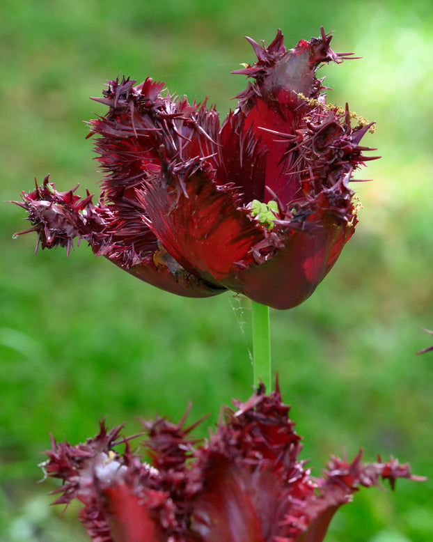 Tulip 'Labrador'