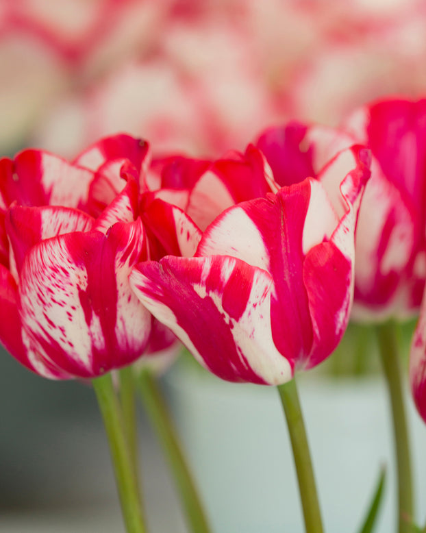 Tulip 'Lady Waldorf Astoria'