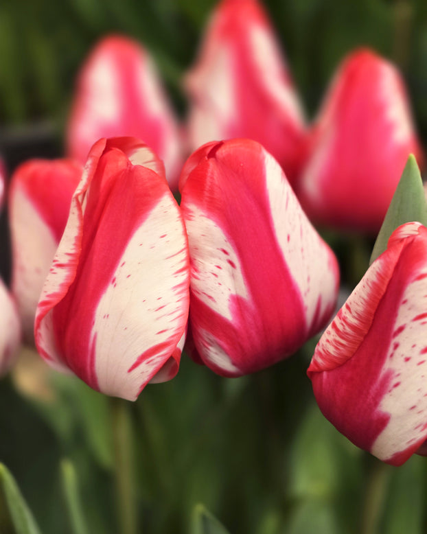 Tulip 'Lady Waldorf Astoria'