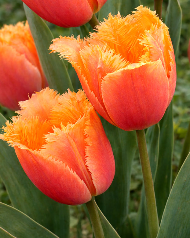 Tulip 'Lambada'