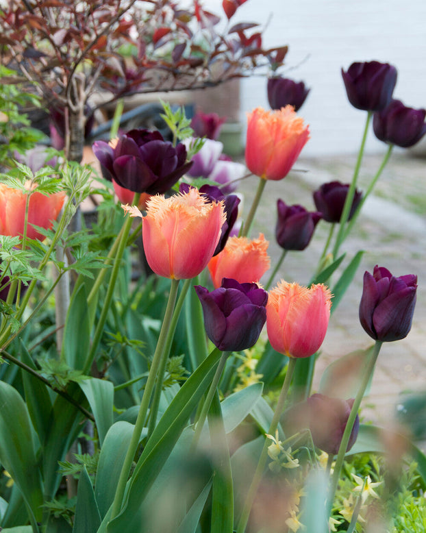 Tulip 'Lambada'