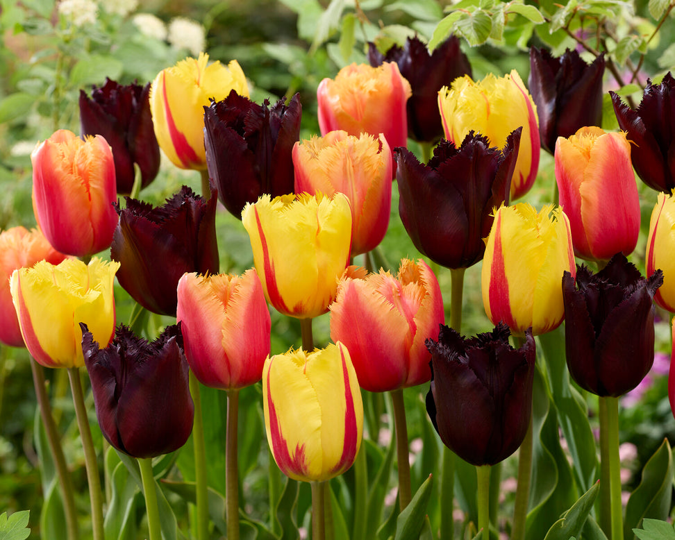 Tulip 'Lambada'