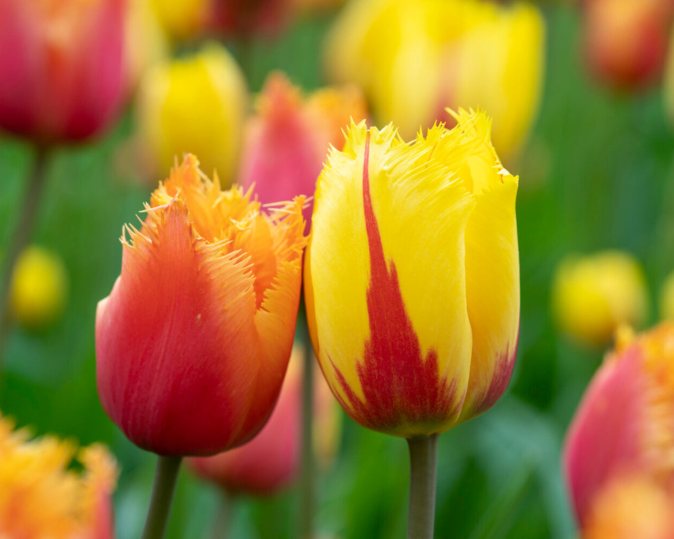 Tulip 'Lambada'