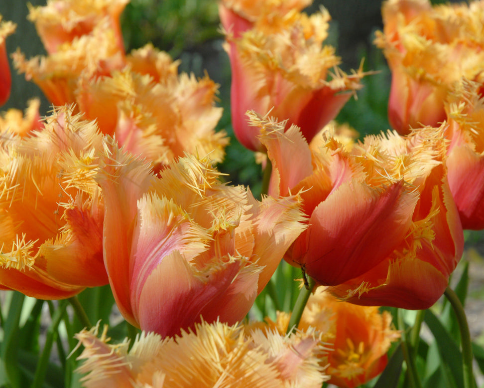 Tulip 'Lambada'