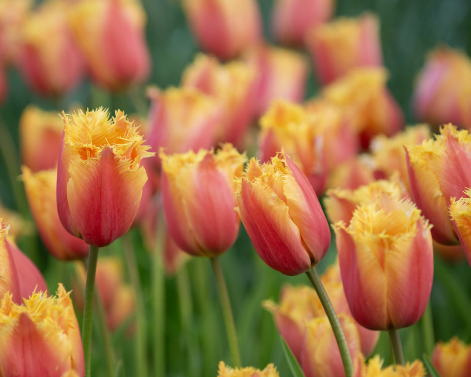 Tulip 'Lambada'