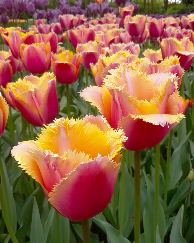 Tulip 'Lambada'