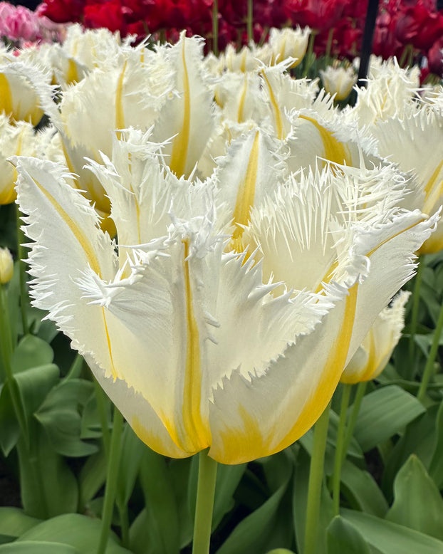 Tulip 'Lemon Beauty'