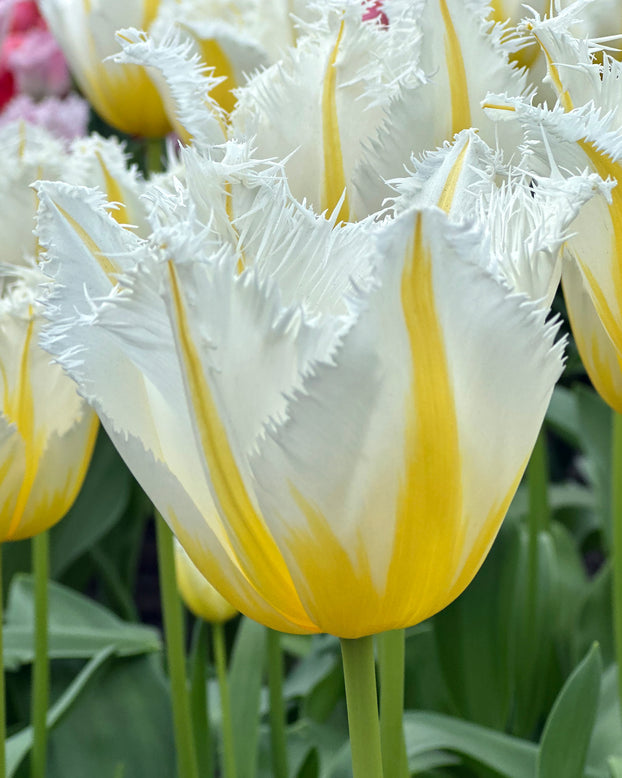 Tulip 'Lemon Beauty'