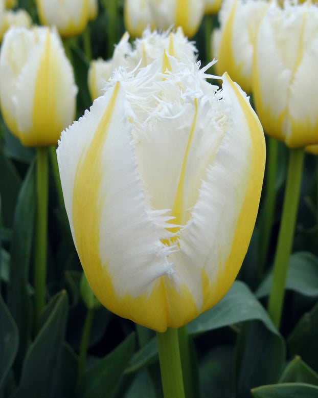 Tulip 'Lemon Beauty'