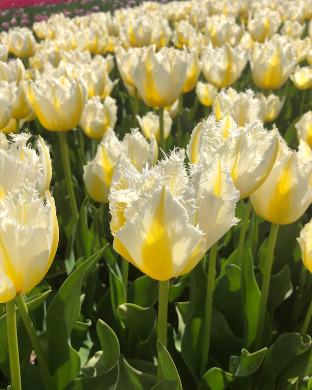 Tulip 'Lemon Beauty'