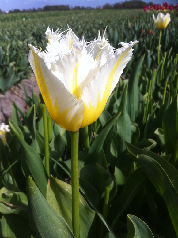 Tulip 'Lemon Beauty'