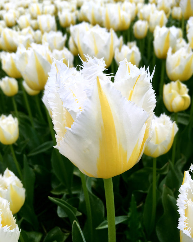 Tulip 'Lemon Beauty'
