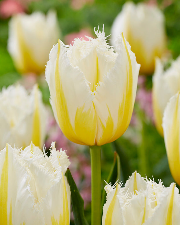 Tulip 'Lemon Beauty'