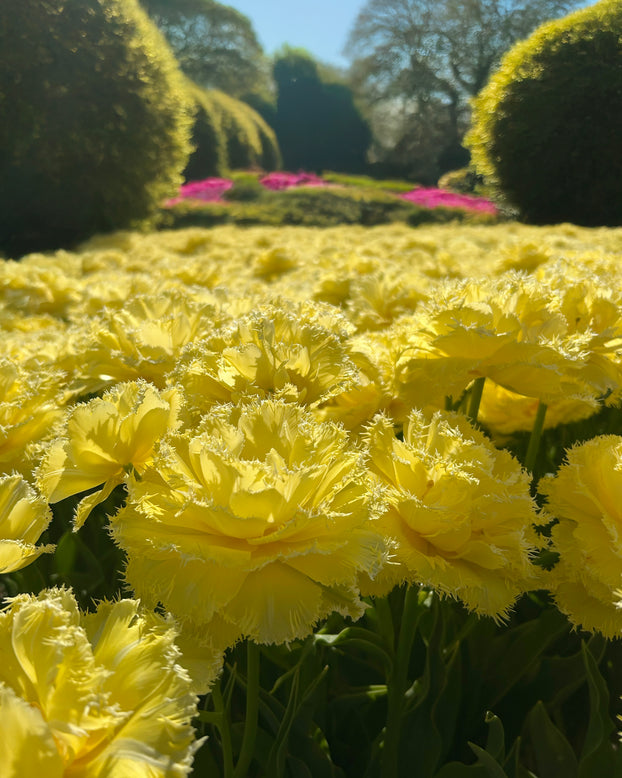 Tulip 'Lemon Shoot'