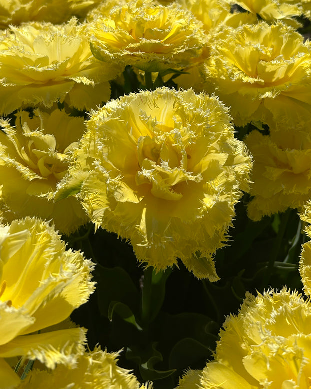 Tulip 'Lemon Shoot'