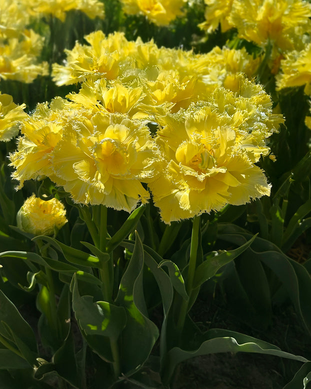 Tulip 'Lemon Shoot'