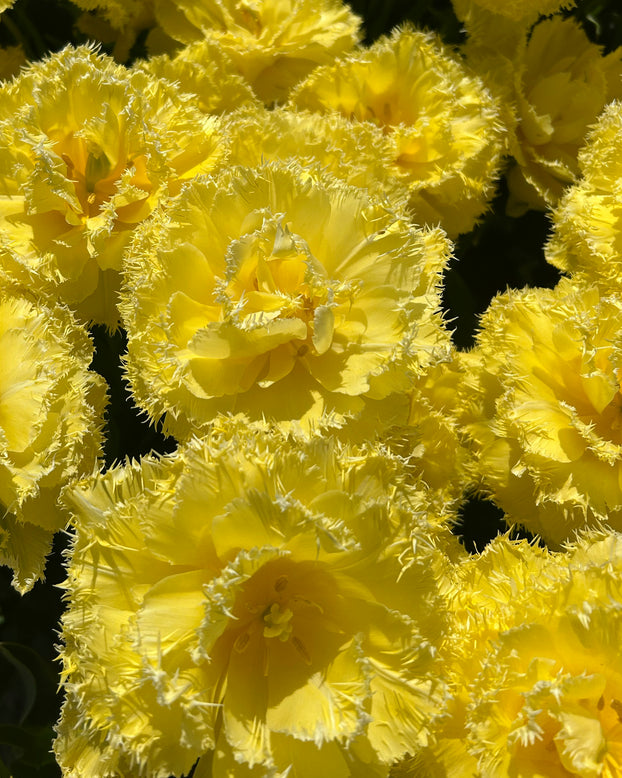 Tulip 'Lemon Shoot'