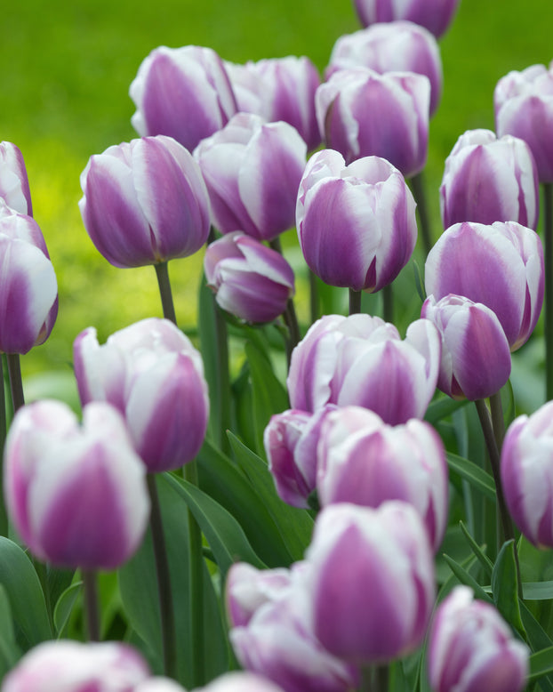 Tulip 'Librije'
