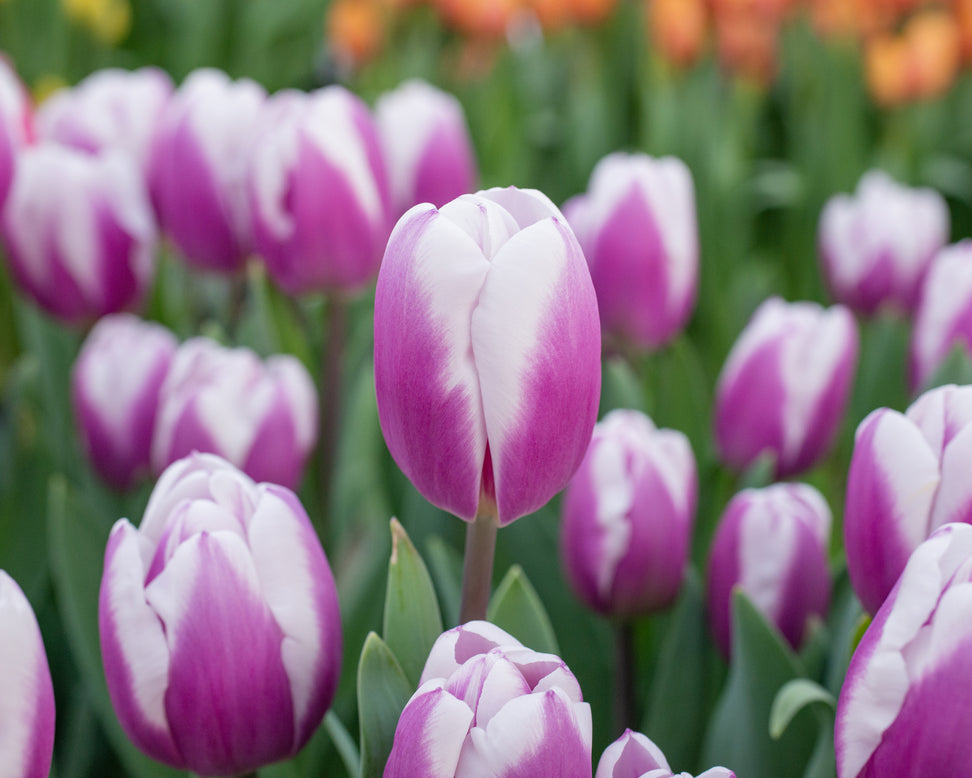 Tulip 'Librije'