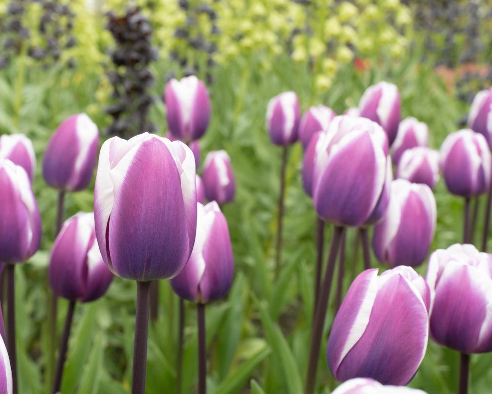 Tulip 'Librije'