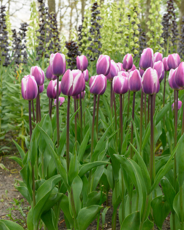 Tulip 'Librije'