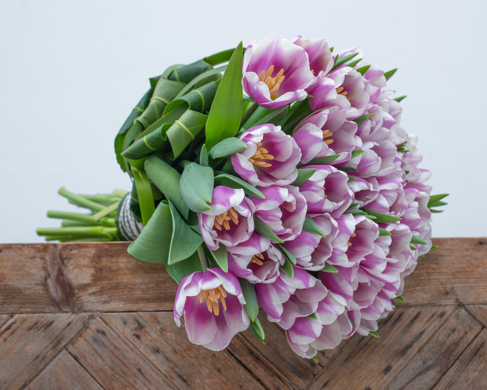 Tulip 'Librije'