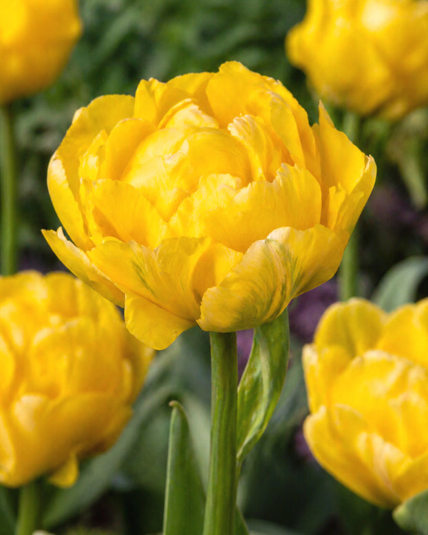 Tulip 'Limousine'