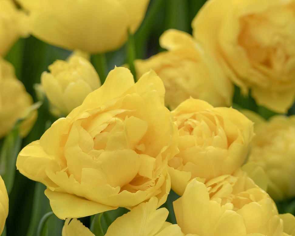 Tulip 'Limousine'