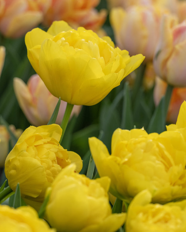Tulip 'Limousine'