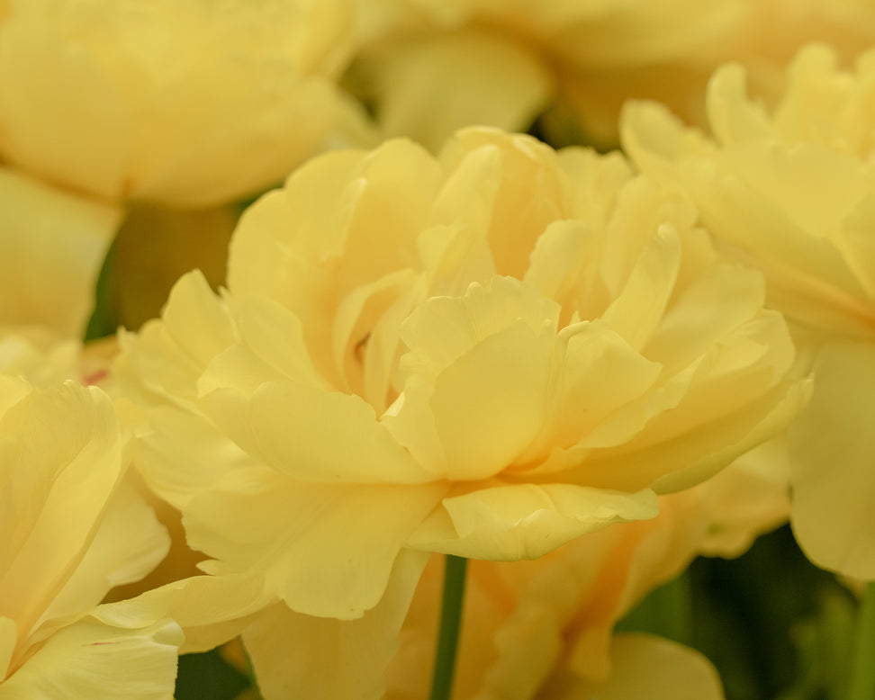 Tulip 'Limousine'