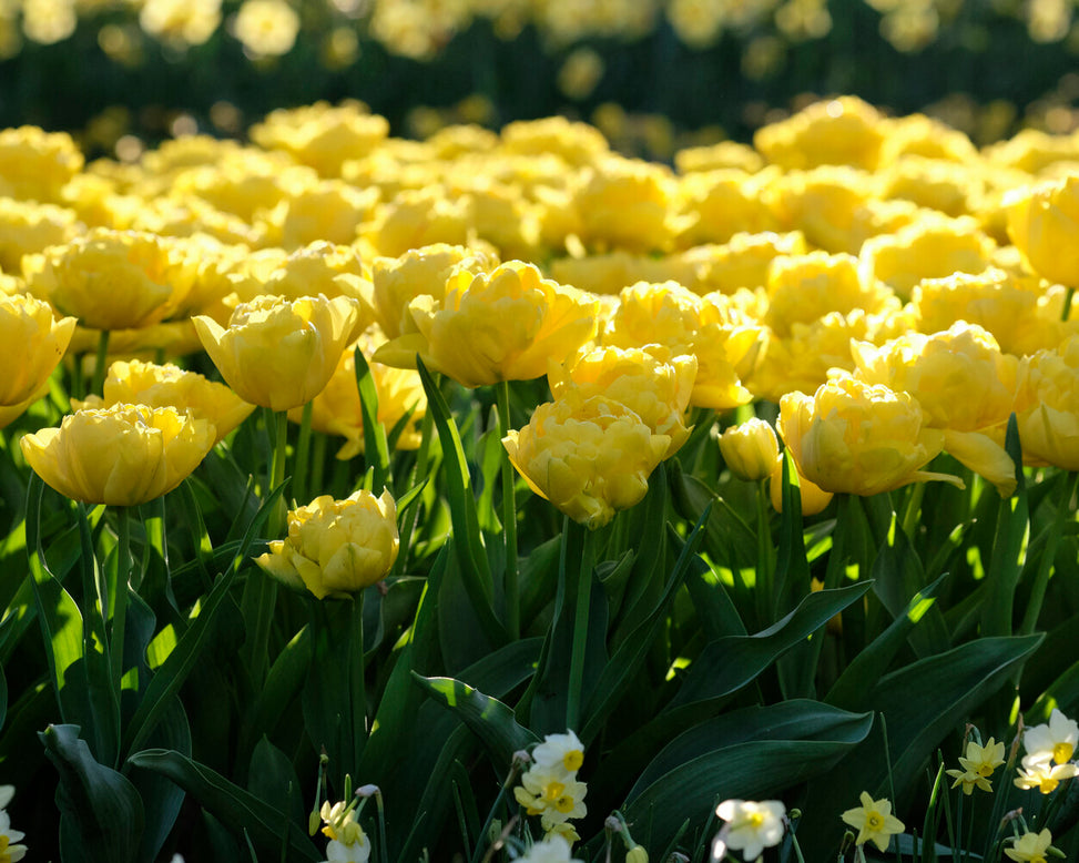 Tulip 'Limousine'