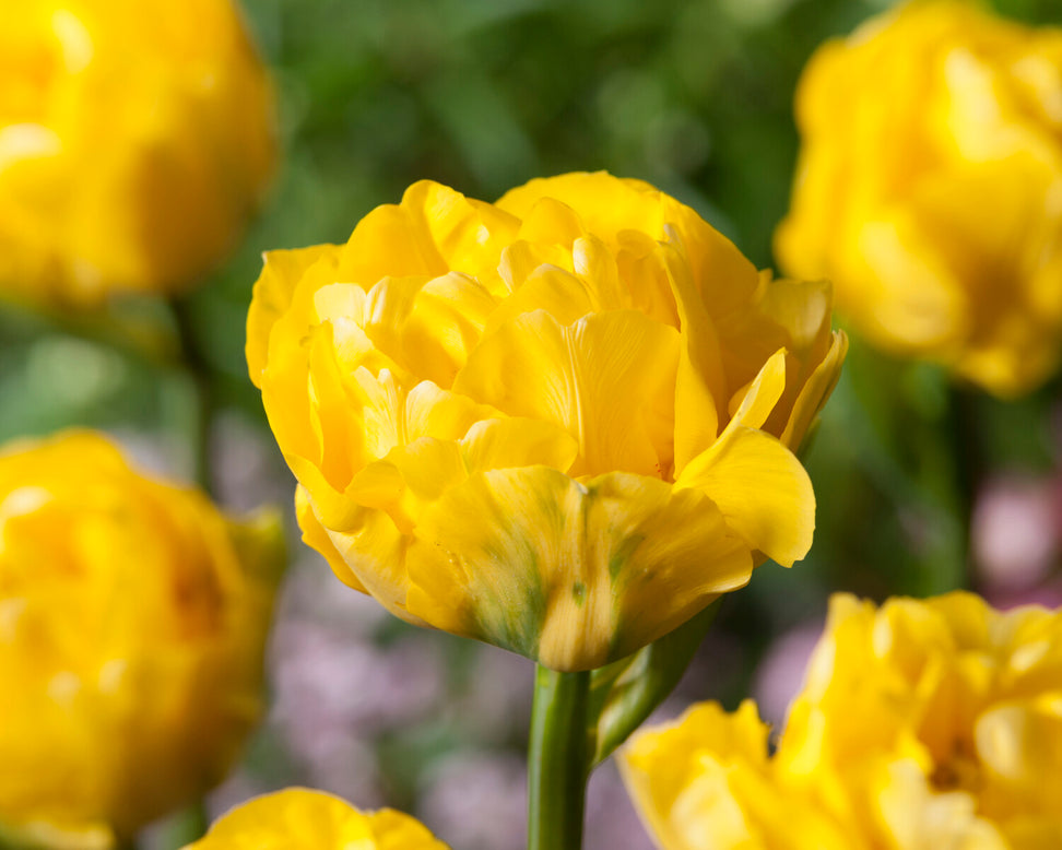 Tulip 'Limousine'
