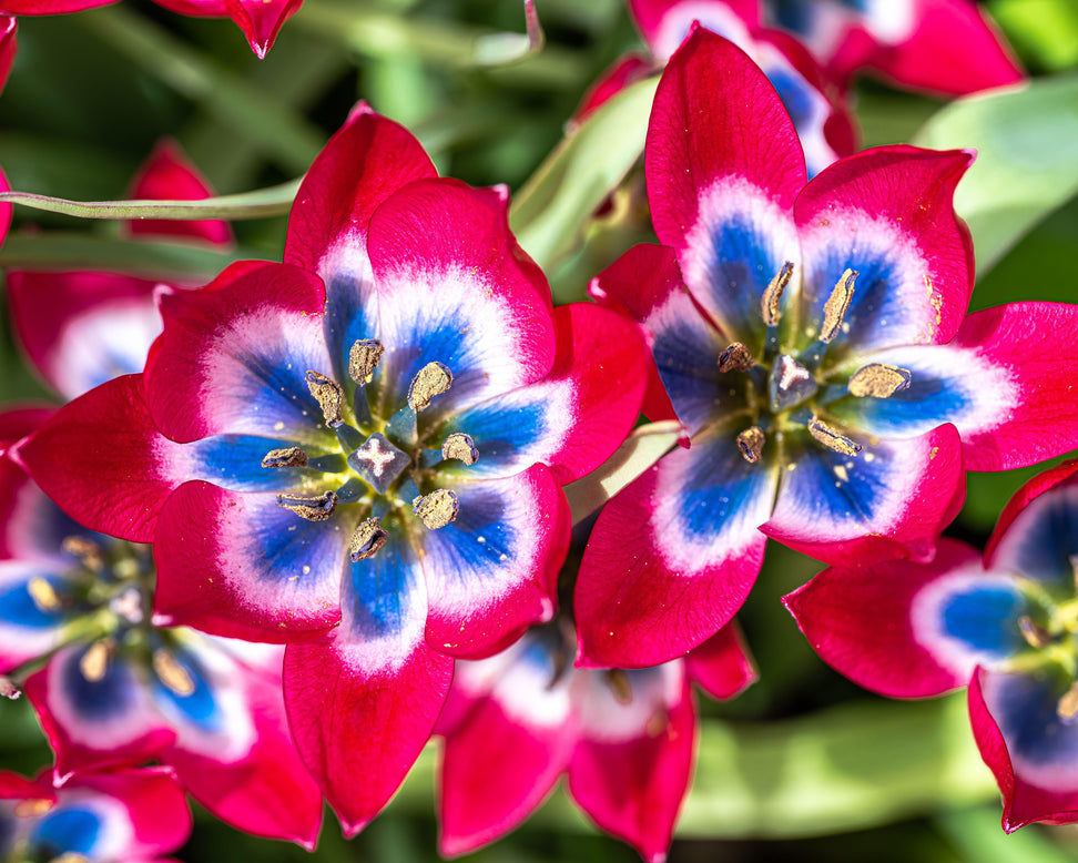 Tulip 'Little Beauty'