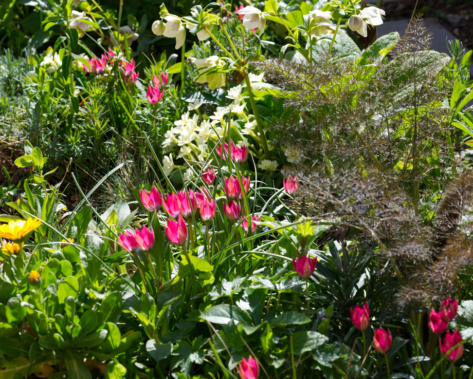 Tulip 'Little Beauty'