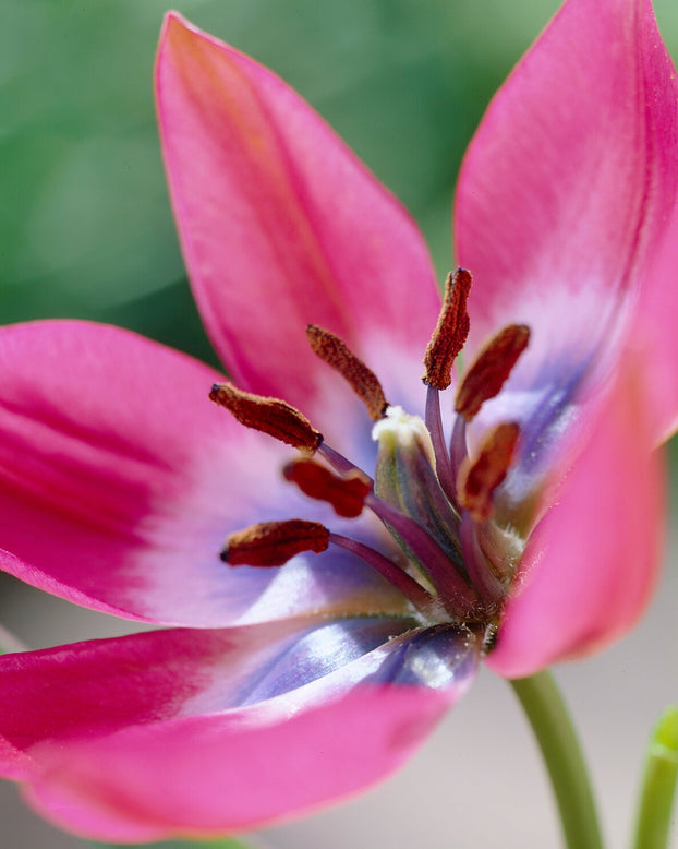 Tulip 'Little Beauty'